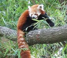 panda